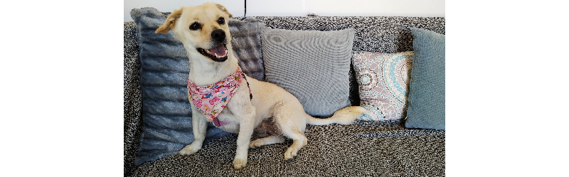 Sisi