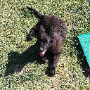 🖤TESLA🖤
