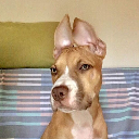 Nala