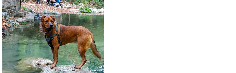 Έλλη