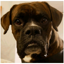 Bruce