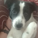 Buddy